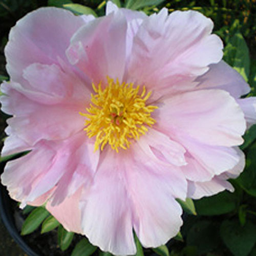 peony_seashell