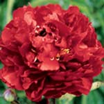 peonyLEE125